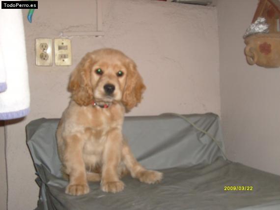 Foto del perro Brandy