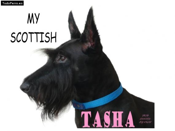 Foto del perro Tasha