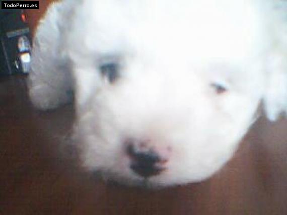 Foto del perro Toni