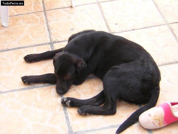 Foto del perro Nero