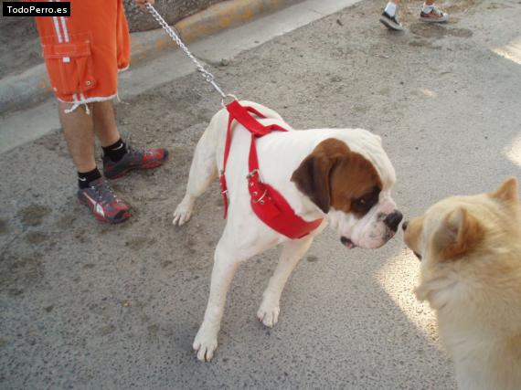 Foto del perro Lucas