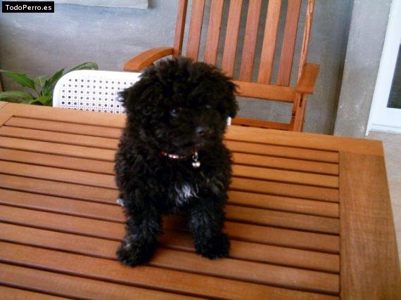 Foto del perro Norah