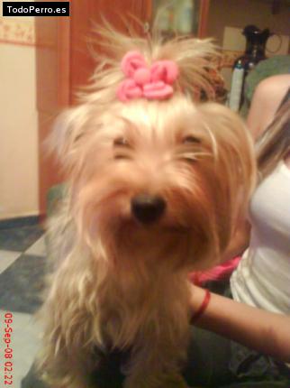 Foto del perro Barby