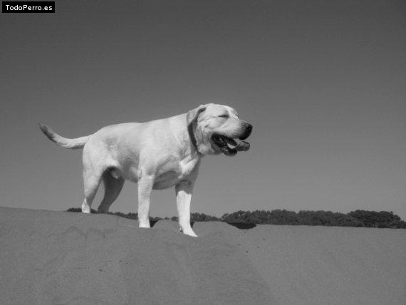 Foto del perro Turron 