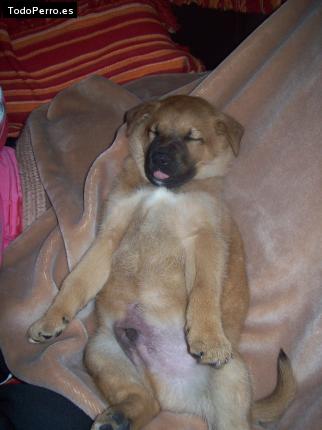 Foto del perro Turco