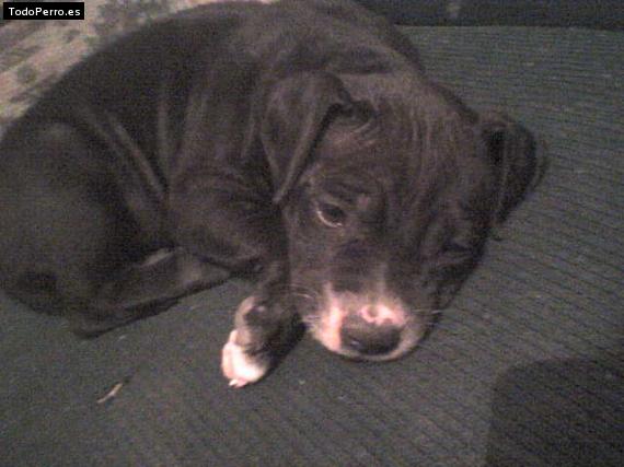 Foto del perro Scrappy