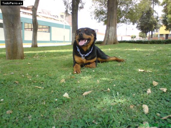 Foto del perro Drako