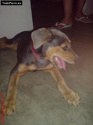 Foto del perro Sacha