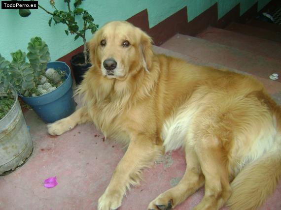 Foto del perro Shadow