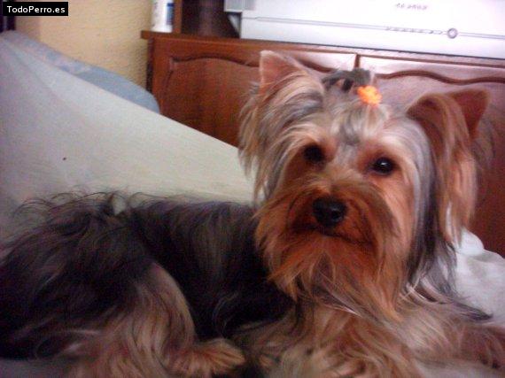 Foto del perro Micky