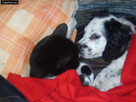 Foto del perro Cacique