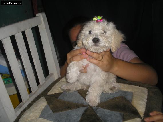 Foto del perro Rouz