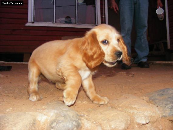 Foto del perro Martina