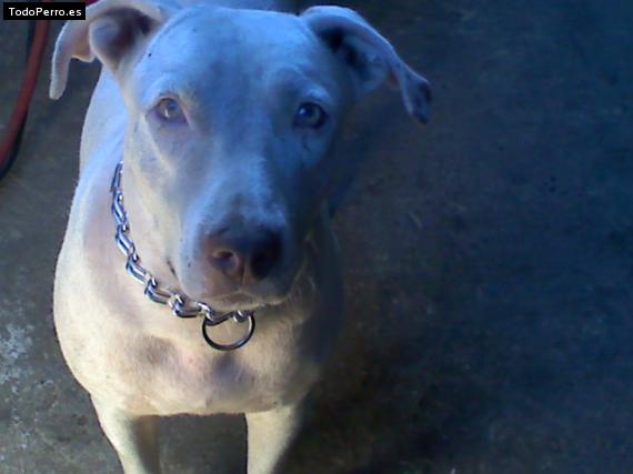 Foto del perro Samanta