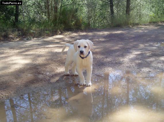 Foto del perro Seta