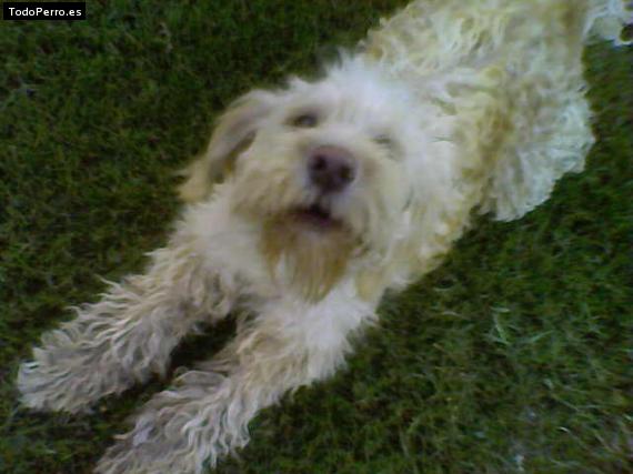 Foto del perro Tomy
