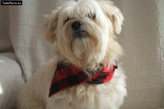 Foto del perro Izas