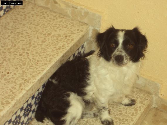 Foto del perro Toffee