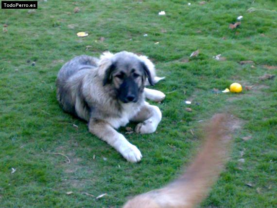 Foto del perro Sacha