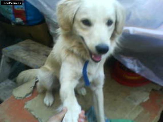 Foto del perro Simba