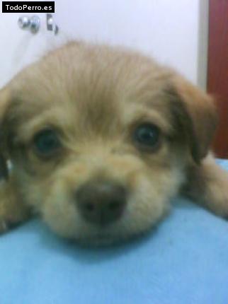 Foto del perro Caramelo