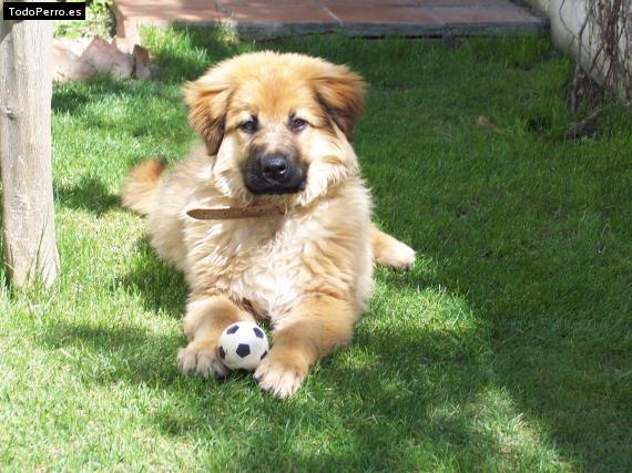 Foto del perro Sunny