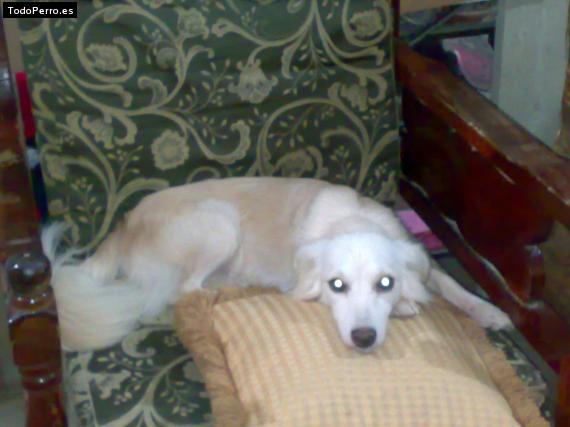 Foto del perro Trushka