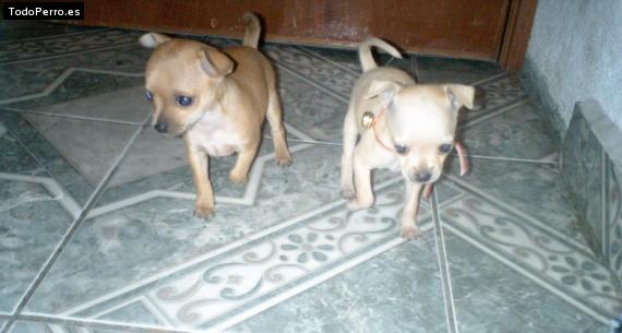 Foto del perro Camila y sandy