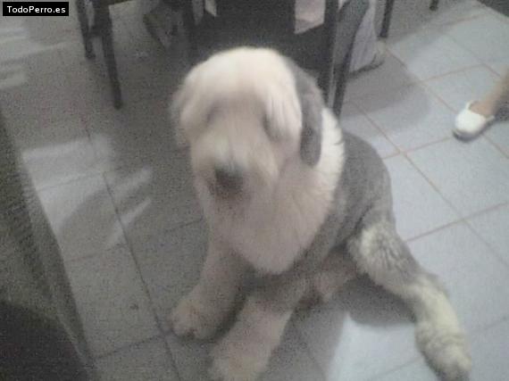 Foto del perro Brandon