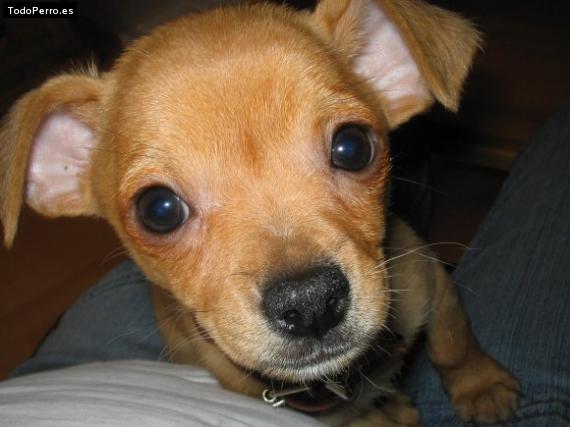 Foto del perro Maddox