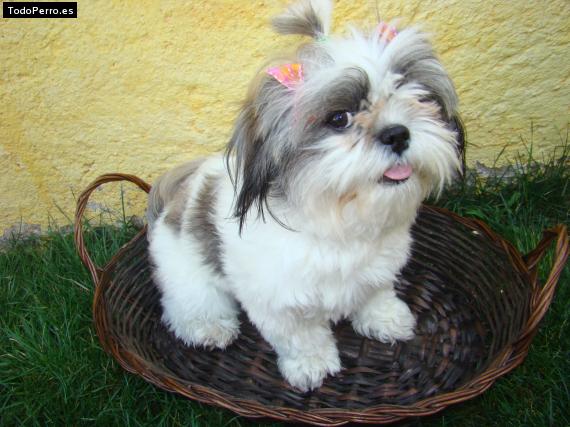 Foto del perro Chirpa