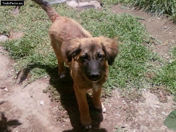 Foto del perro Sander