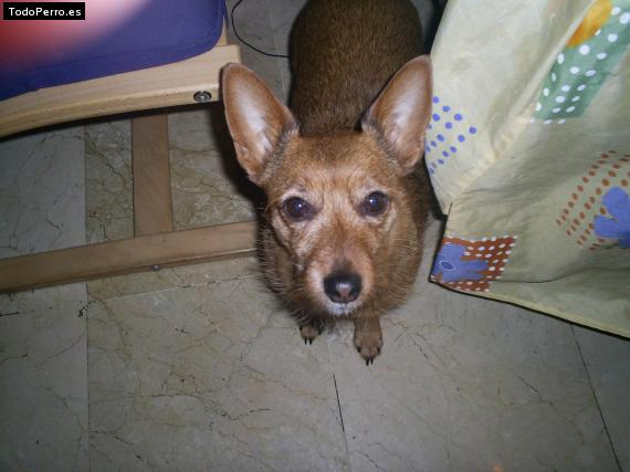 Foto del perro Tara