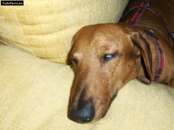 Foto del perro Sancho