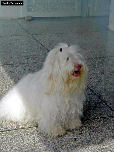 Foto del perro Candy