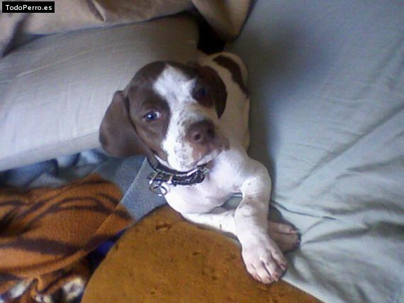 Foto del perro Teo