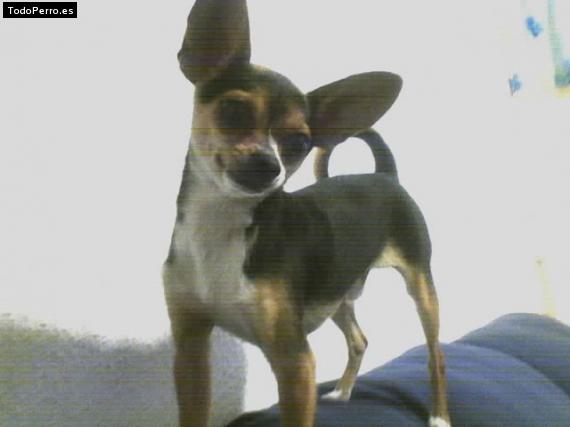 Foto del perro Chacho