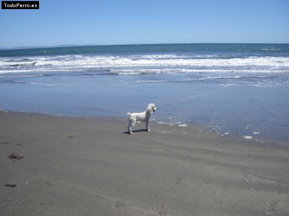 Foto del perro Luka