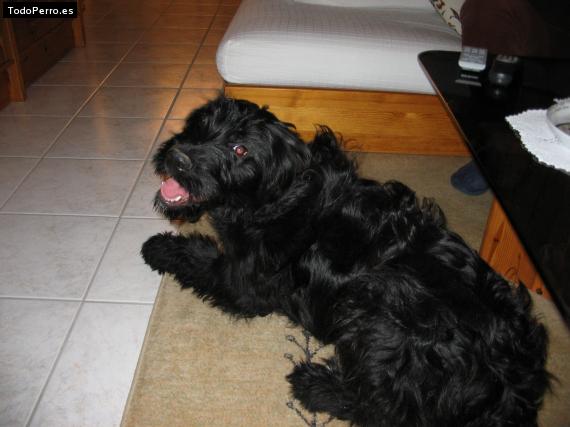 Foto del perro Ruca