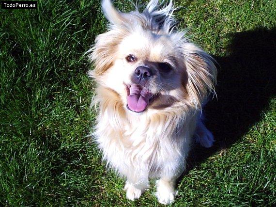 Foto del perro Nara