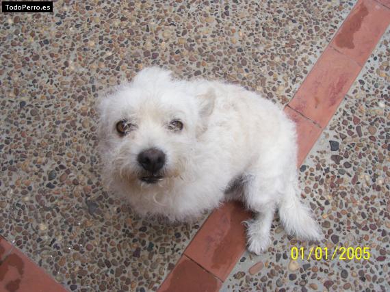 Foto del perro Cartu