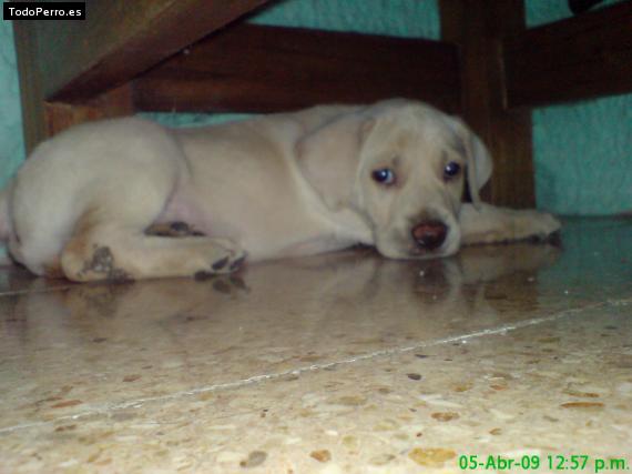 Foto del perro Lucky