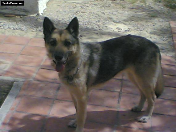 Foto del perro Sindy