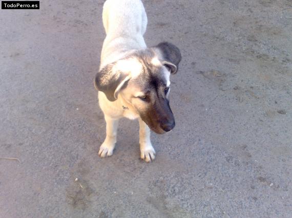 Foto del perro Pastora