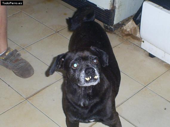 Foto del perro Chatran