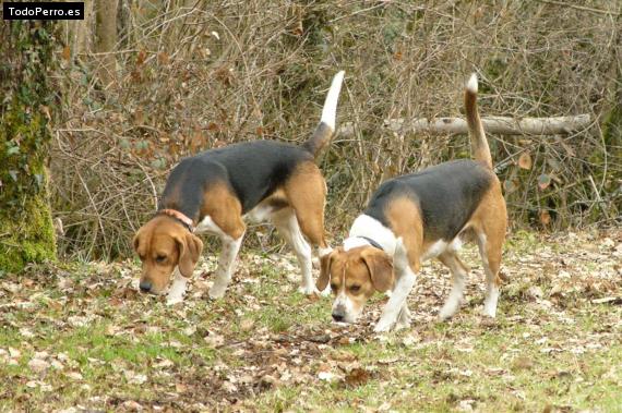 Foto del perro Glen y vigo