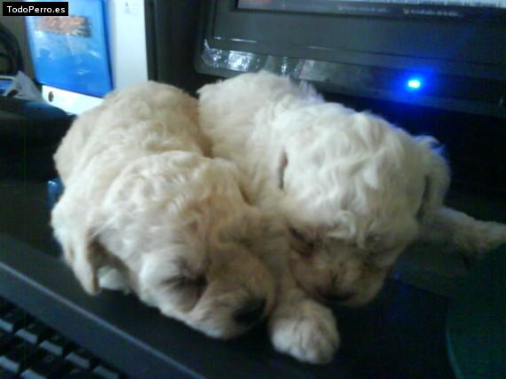 Foto del perro Lluvia y brisa