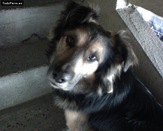Foto del perro Shadow