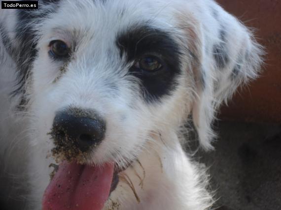 Foto del perro Sparky