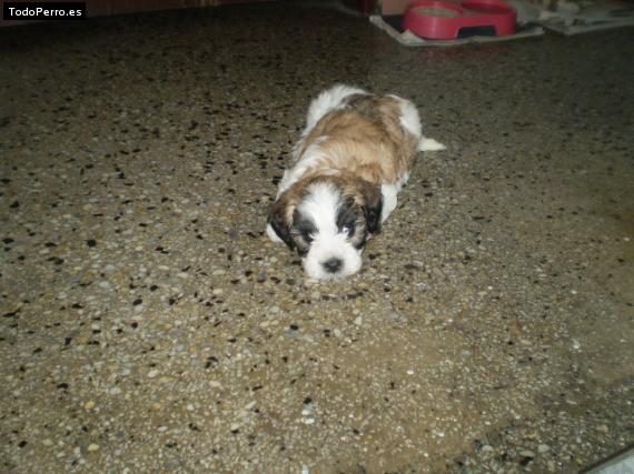 Foto del perro Conny